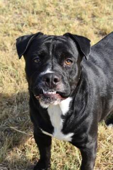 Shaggy -  Labrador Retriever and Pit Bull Terrier Dog for Adoption in Brownwood, Texas - Shaggy | PetCurious