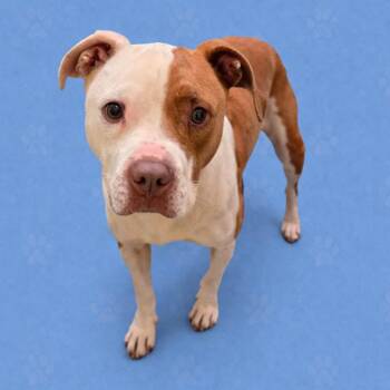 Mixed Breed Dogs Available for Adoption in Memphis, Tennessee - Hazel | PetCurious