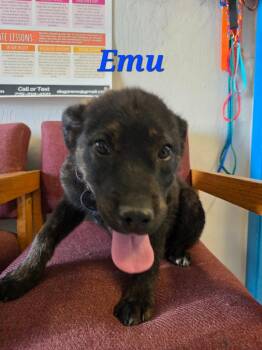 Emu -  Shepherd Dog for Adoption in Carson City, Nevada - Emu | PetCurious