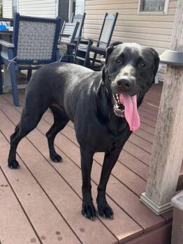 Black Labrador Retriever Dogs Available for Adoption in Mechanicsburg, Pennsylvania - Sheba  | PetCurious