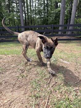 Dutch Shepherd and German Shepherd Dog Dogs Available for Adoption in Ball Ground, Georgia - Ana | PetCurious