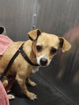 Chihuahua Dogs Available for Adoption - CHICHARON | PetCurious