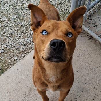 Blake -  Mixed Breed Dog for Adoption in Fairport, New York - Blake | PetCurious
