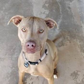 Rescue Pit Bull Terrier Dogs for Adoption in Midland, Texas - Valerie | PetCurious