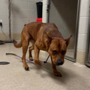 Munster -  Mixed Breed Dog for Adoption in Bristol, Indiana - Munster | PetCurious