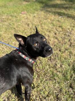 Rescue Belgian Shepherd Malinois Dogs for Adoption in Lorida, Florida - Dude | PetCurious