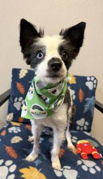 Yippy -  Pomeranian and Yorkshire Terrier Dog for Adoption in Grove, Oklahoma - Yippy | PetCurious