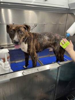 Grady -  Mixed Breed Dog for Adoption in Atlanta, Georgia - Grady | PetCurious