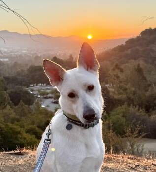 Rescue Husky Dogs for Adoption in Roseville, California - Billy | PetCurious