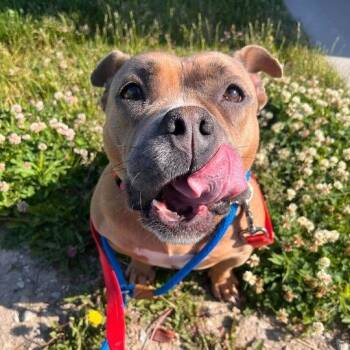 English Bulldog and Mixed Breed Dogs Available for Adoption in Matteson, Illinois - Venoril | PetCurious