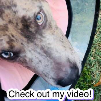 Rescue Mixed Breed Dogs for Adoption in Memphis, Tennessee - Netron | PetCurious