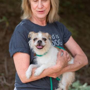 Lola -  Chihuahua Dog for Adoption in Chester Springs, Pennsylvania - Lola | PetCurious