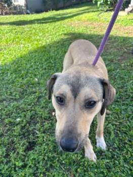 Terrier and Mixed Breed Dogs Available for Adoption in Honolulu, Hawaii - Rudy | PetCurious