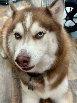 Zorro -  Husky Dog for Adoption in New Smyrna Beach, Florida - Zorro | PetCurious