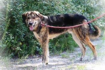 Lewie -  Great Pyrenees Dog for Adoption in Maidens, Virginia - Lewie | PetCurious