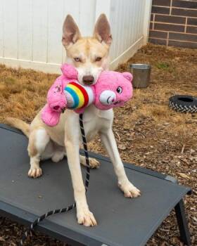Meech -  Mixed Breed Dog for Adoption in Chamblee, Georgia - Meech | PetCurious