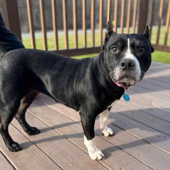 Pit Bull Terrier Dogs Available for Adoption in Albany, New York - Aria (10+ Years Old) ~ Courtesy Post | PetCurious