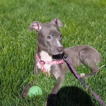 Pit Bull Terrier and American Staffordshire Terrier Dogs Available for Adoption in Philadelphia, Pennsylvania - Atta | PetCurious