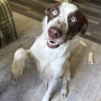Nixie -  Mixed Breed Dog for Adoption in Ottawa Hills, Ohio - Nixie | PetCurious