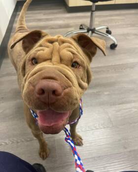 Rescue Shar Pei Dogs for Adoption in El Paso, Texas - Natalie | PetCurious