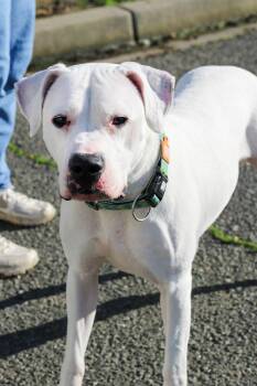 Dogo Argentino Dogs Available for Adoption - Sadie 51473 | PetCurious