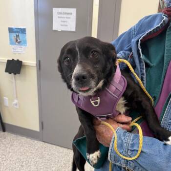 Mixed Breed and Terrier Dogs Available for Adoption - Suzie | PetCurious