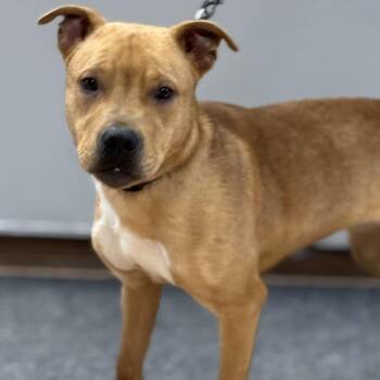 Pit Bull Terrier Dogs Available for Adoption - Charlie | PetCurious