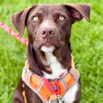 Willy Wonka -  Chocolate Labrador Retriever and Terrier Dog for Adoption in Bloomfield, Connecticut - Willy Wonka | PetCurious