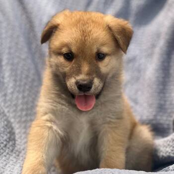 Marshmallow Pup - Fudge -  Shepherd and Husky Dog for Adoption in San Diego, California - Marshmallow Pup - Fudge | PetCurious