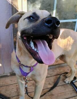 Rescue Boxer and Shepherd Dogs for Adoption in Yakima, Washington - NUGGET | PetCurious