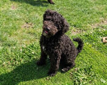 Wheaten Terrier and Poodle Dogs Available for Adoption in Crown Point, Indiana - Chester ~ Foster To Adopt | PetCurious