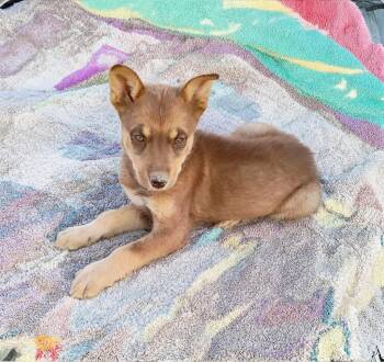 Laney -  Australian Kelpie and Australian Shepherd Dog for Adoption in Evergreen, Colorado - Laney | PetCurious