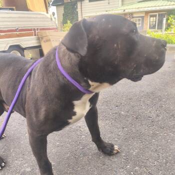 Pit Bull Terrier Dogs Available for Adoption in Moses Lake, Washington - Dooder | PetCurious