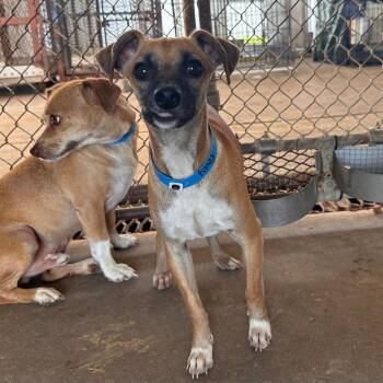 Flash (Percy) -  Chihuahua Dog for Adoption in Edinburg, Texas - Flash (Percy) | PetCurious
