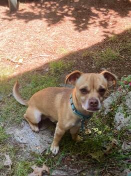 Percy -  Pug and Chihuahua Dog for Adoption in Bothell, Washington - Percy | PetCurious