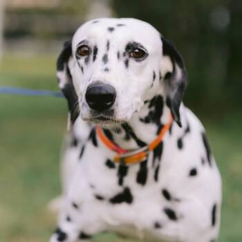 Kendra -  Dalmatian Dog for Adoption in Northbrook, Illinois - Kendra | PetCurious