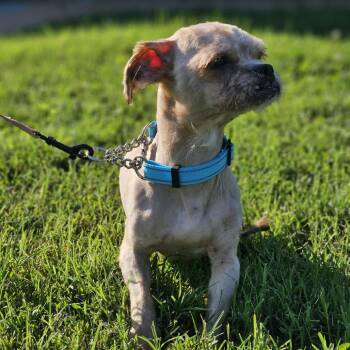 Knuckles-RTO -  Miniature Poodle Dog for Adoption in East St. Louis, Illinois - Knuckles-RTO | PetCurious