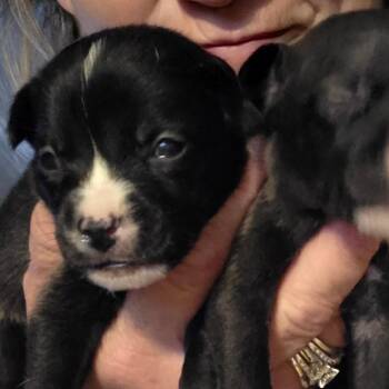 Button /girl 1 -  Chihuahua Dog for Adoption in Goltry, Oklahoma - Button /girl 1 | PetCurious