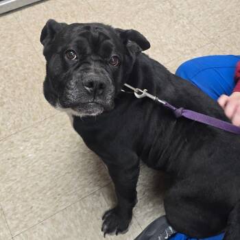Drama -  Pit Bull Terrier and Mixed Breed Dog for Adoption in Milan, Illinois - Drama | PetCurious