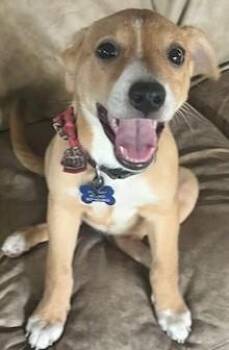 Rescue Mixed Breed and Shepherd Dogs for Adoption in Edgecliff Village, Texas - DANI | PetCurious