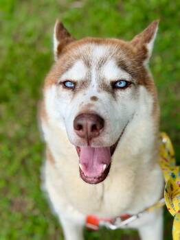 Polyester -  Husky Dog for Adoption in Fort Mill, South Carolina - Polyester | PetCurious