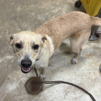 Labrador Retriever Dogs Available for Adoption in Tupelo, Mississippi - Sunflower - 042104U | PetCurious