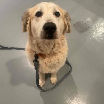 Great Pyrenees and Yellow Labrador Retriever Dogs Available for Adoption in Chanute, Kansas - Momma | PetCurious