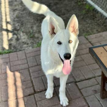 German Shepherd Dog and Mixed Breed Dogs Available for Adoption - PHANTOM | PetCurious