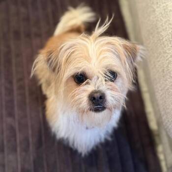 Terrier Dogs Available for Adoption in Waterford, New Jersey - MONTY | PetCurious