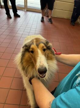 Collie Dogs Available for Adoption in Salisbury, Maryland - Colleen | PetCurious