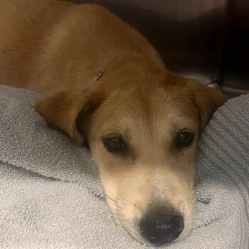 Love Bug -  Labrador Retriever and Mixed Breed Dog for Adoption in Hattiesburg, Mississippi - Love Bug | PetCurious