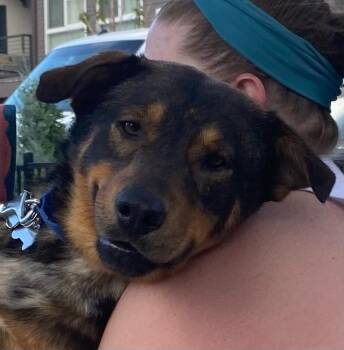 Cyrus -  Shepherd Dog for Adoption in Littleton, Colorado - Cyrus | PetCurious