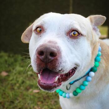 Shadow -  Mixed Breed Dog for Adoption in Lake Jackson, Texas - Shadow | PetCurious