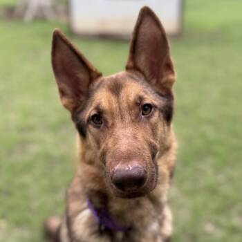German Shepherd Dog Dogs Available for Adoption in Bulverde, Texas - Axel | PetCurious